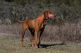 VIZSLA poil court 201